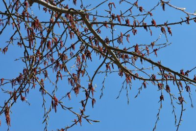 Populus androscoggin - topol Androscogův - rozkvetlé větévky